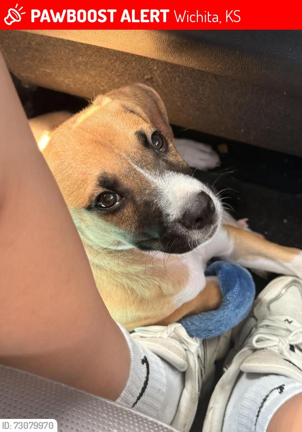 Lost Male Dog last seen Cloud elementary near 21st & Amidon, Wichita, KS 67204