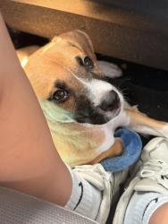 Lost Male Dog last seen Cloud elementary near 21st & Amidon, Wichita, KS 67204