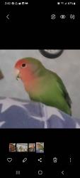 Lost Male Bird last seen College St and Martin Way E, Olympia, WA 98516