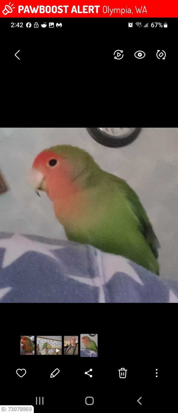Lost Male Bird last seen College St and Martin Way E, Olympia, WA 98516