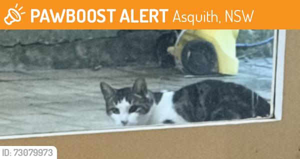 Found/Stray Unknown Cat last seen Mills Park, Asquith, Asquith, NSW 2077
