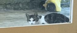 Found/Stray Unknown Cat last seen Mills Park, Asquith, Asquith, NSW 2077