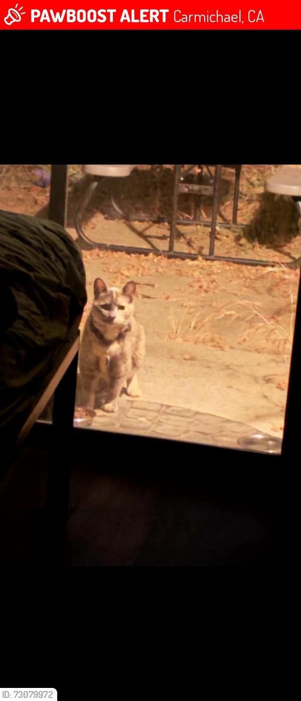 Lost Female Cat last seen Gibbons and Walnut Ave, Carmichael, CA 95608