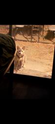Lost Female Cat last seen Gibbons and Walnut Ave, Carmichael, CA 95608