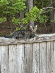 Lost Male Cat last seen Daves creek rd, Cumming, GA 30041