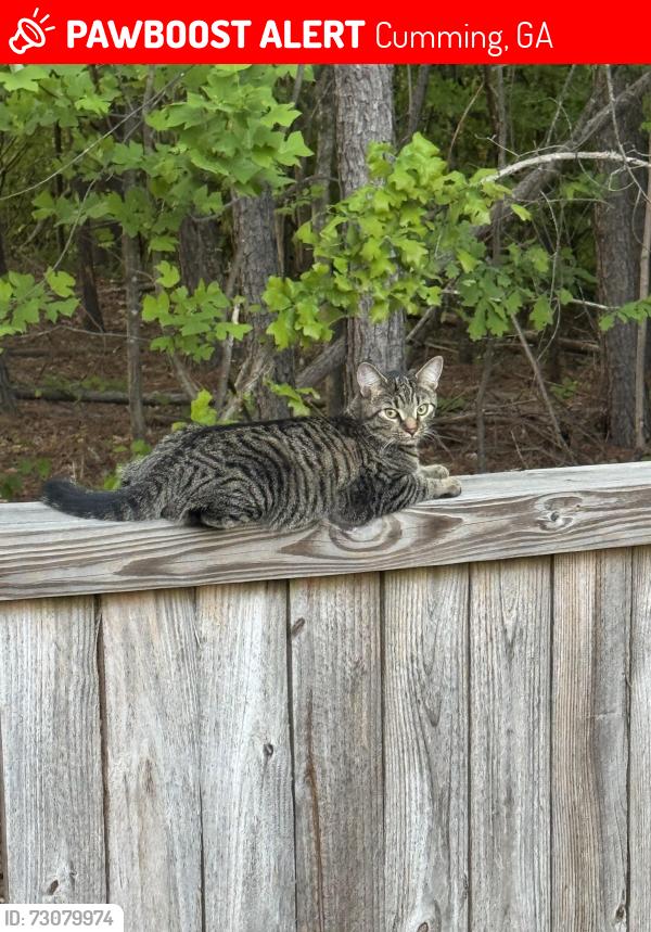 Lost Male Cat last seen Daves creek rd, Cumming, GA 30041