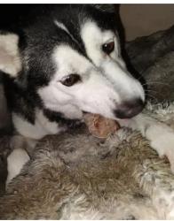 Lost Male Dog last seen Sunday/society, Holiday, FL 34691