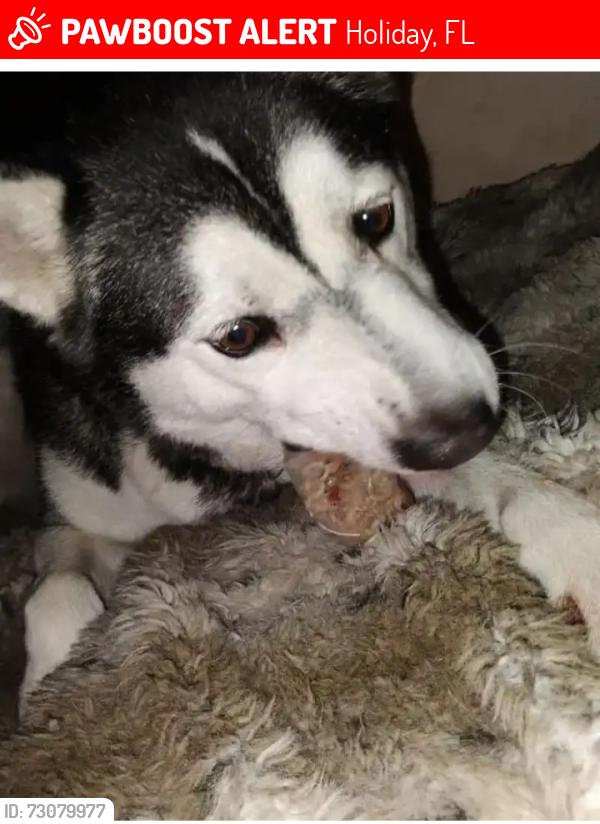 Lost Male Dog last seen Sunday/society, Holiday, FL 34691