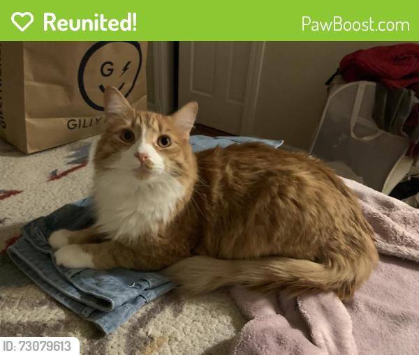 Reunited Male Cat last seen Drysdale Dr, Blossom Hill Rd, Almond Blossom Ln, San Jose, CA 95124
