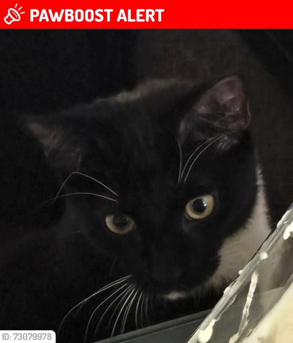 Lost Male Cat last seen Oposite Safestore Holloway road, Greater London, England N7 6JP