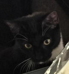 Lost Male Cat last seen Oposite Safestore Holloway road, Greater London, England N7 6JP