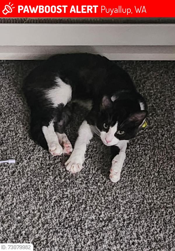 Lost Male Cat last seen Meridian West apmts, Puyallup, WA 98372