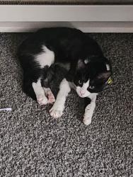 Lost Male Cat last seen Meridian West apmts, Puyallup, WA 98372