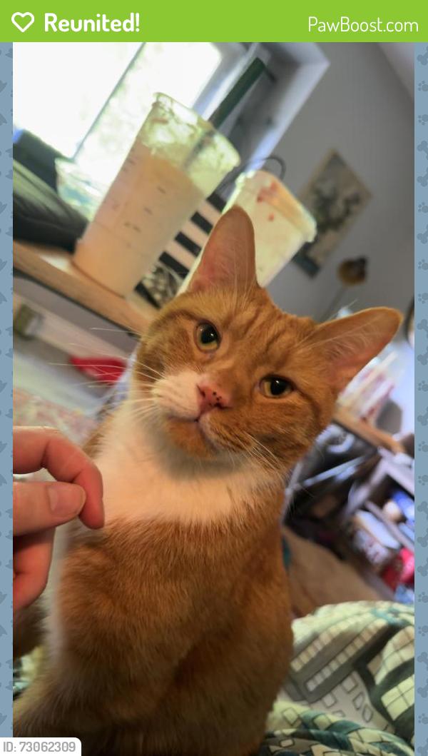 Reunited Male Cat last seen Goudy ave., Guelph, ON N1H 6E9