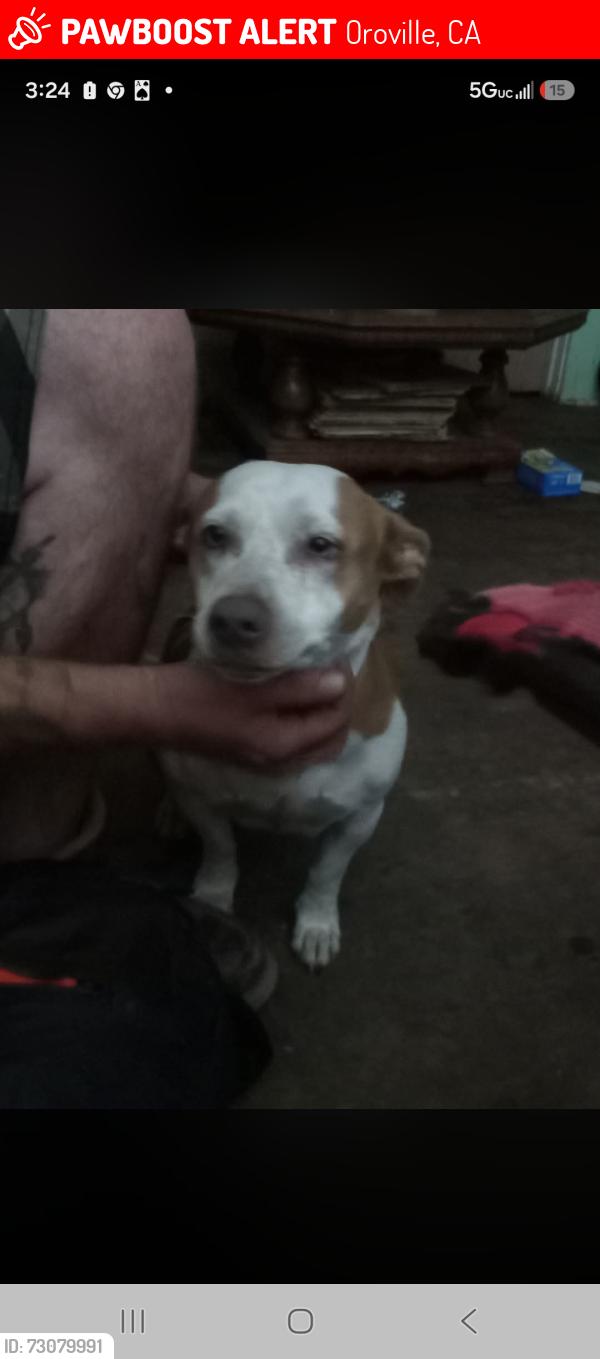 Lost Female Dog last seen Tucker ln and Myers, Oroville, CA 95966