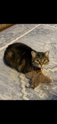 Lost Male Cat last seen Wycliffe ave , Vaughan, ON 