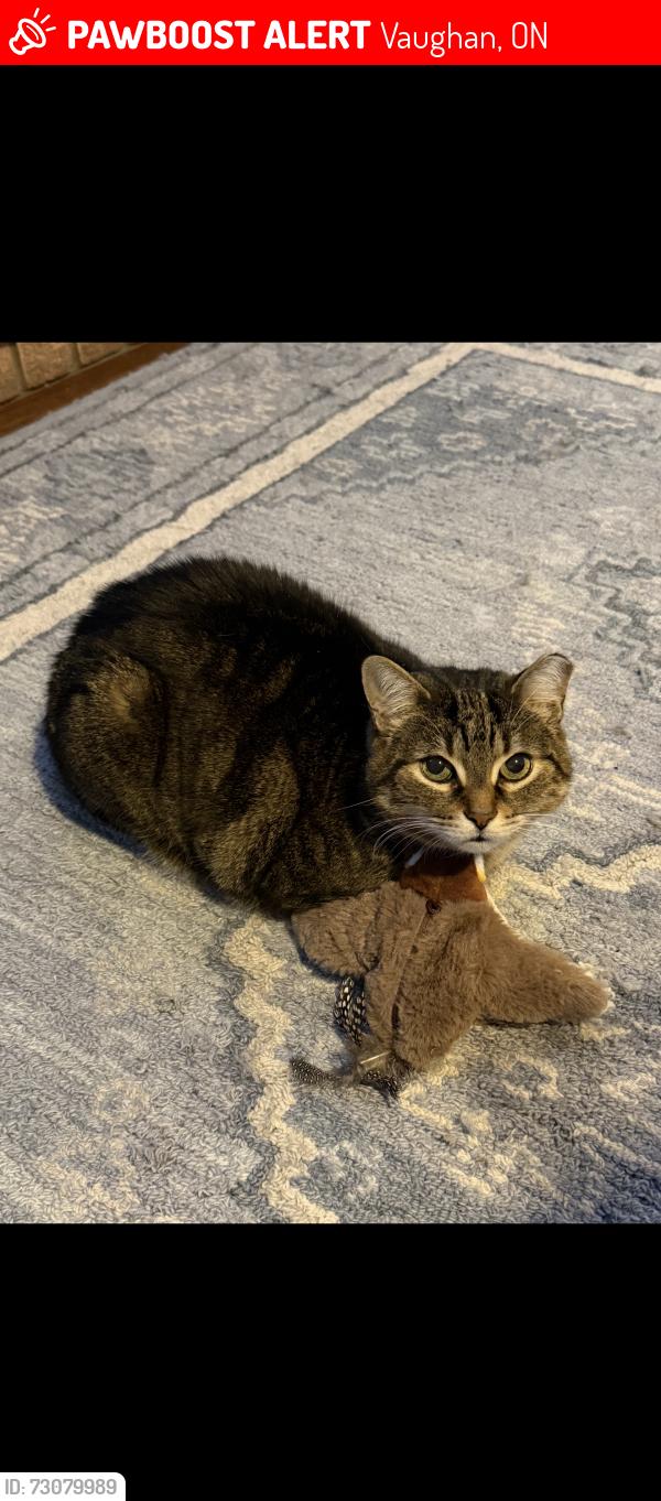Lost Male Cat last seen Wycliffe ave , Vaughan, ON 