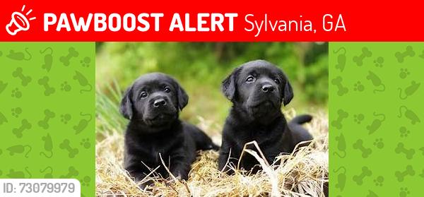 Lost Unknown Dog last seen Middleground Church Rd Sylvania Georgia, Sylvania, GA 30467