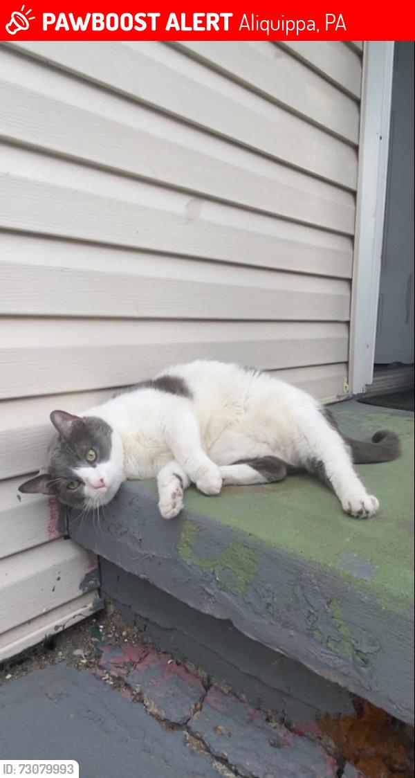 Lost Male Cat last seen Aliquippa, Aliquippa, PA 15001