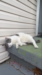 Lost Male Cat last seen Aliquippa, Aliquippa, PA 15001