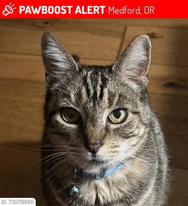 Lost Male Cat last seen Ashland Avenue, Medford, OR 97504