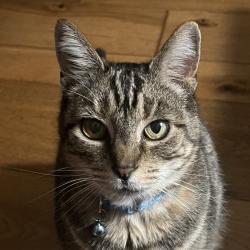 Lost Male Cat last seen Ashland Avenue, Medford, OR 97504