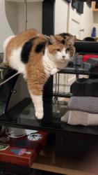 Lost Female Cat last seen Near E 4290 S Washington UT, Washington, UT 84780