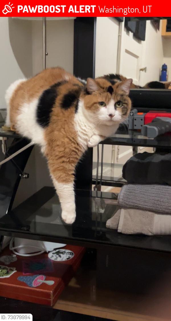 Lost Female Cat last seen Near E 4290 S Washington UT, Washington, UT 84780
