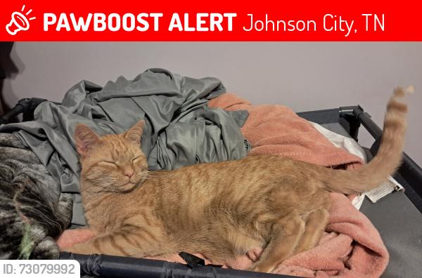 Lost Male Cat last seen Park Your Paws/Blue Ridge Animal hosp, Johnson City, TN 37604