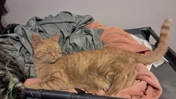 Lost Male Cat last seen Park Your Paws/Blue Ridge Animal hosp, Johnson City, TN 37604