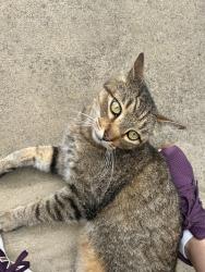 Lost Male Cat last seen Near Redfern Rd, Daphne, AL 36526