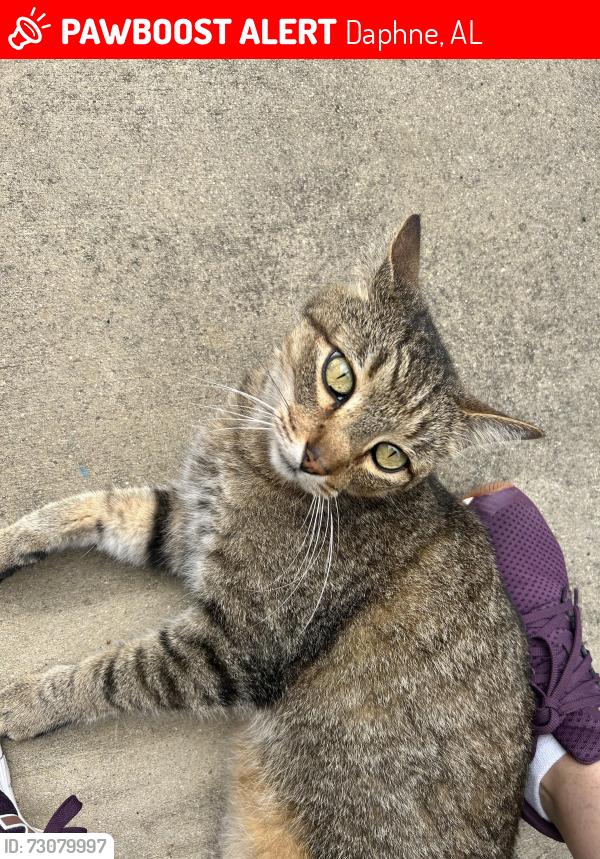 Lost Male Cat last seen Near Redfern Rd, Daphne, AL 36526