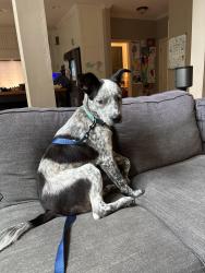 Found/Stray Male Dog last seen we were on our way back from vacay so uncertain, Wadley, GA 30477