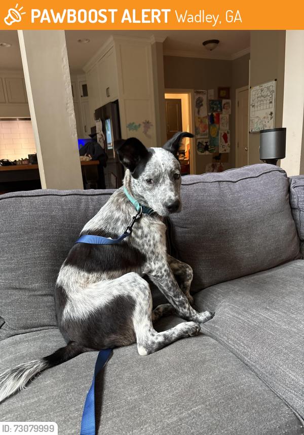 Found/Stray Male Dog last seen we were on our way back from vacay so uncertain, Wadley, GA 30477