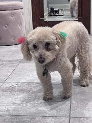 Lost Female Dog last seen E Miami River Rd and Day Road, Dunlap, OH 45252