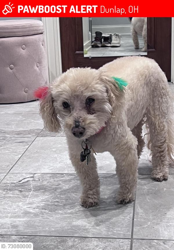 Lost Female Dog last seen E Miami River Rd and Day Road, Dunlap, OH 45252