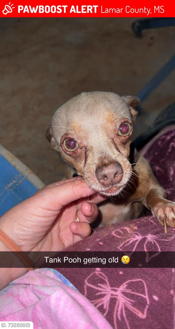 Lost Male Dog last seen Oral church road, Lamar County, MS 39482