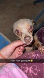 Lost Male Dog last seen Oral church road, Lamar County, MS 39482