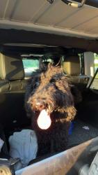 Found/Stray Female Dog last seen Forrest Ave/Nault Rd, Dover, DE 19904