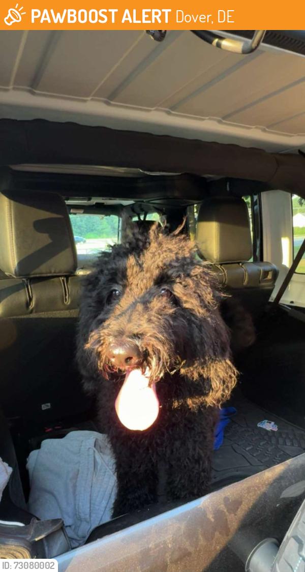 Found/Stray Female Dog last seen Forrest Ave/Nault Rd, Dover, DE 19904