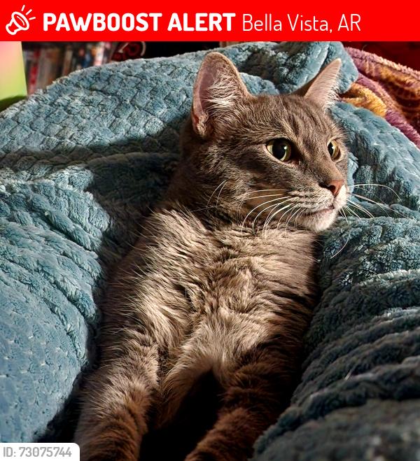 Lost Male Cat last seen Crosshill drive, Bella Vista, AR 72715