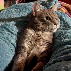 Lost Male Cat last seen Crosshill drive, Bella Vista, AR 72715