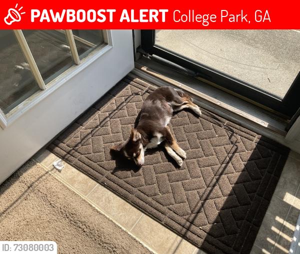 Lost Female Dog last seen Cooks Landing Subdivision, College Park, GA 30349