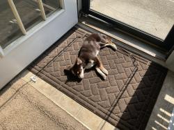 Lost Female Dog last seen Cooks Landing Subdivision, College Park, GA 30349