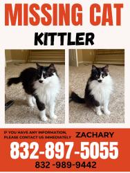 Lost Female Cat last seen Near centrepark dr, Houston, TX 77043