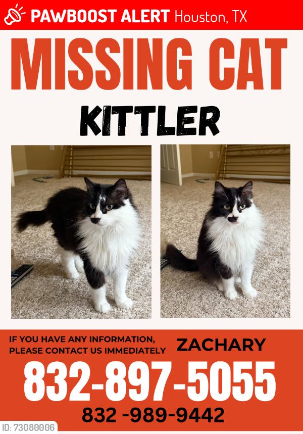 Lost Female Cat last seen Near centrepark dr, Houston, TX 77043