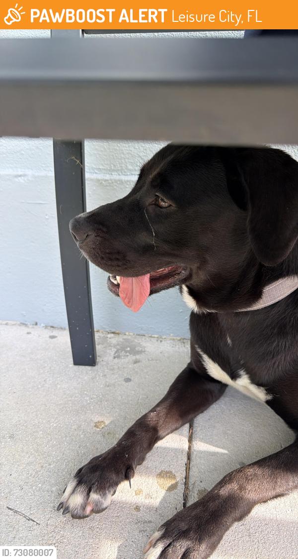 Found/Stray Female Dog last seen Near th Street and 155 th Avenue, Leisure City, FL 33033
