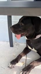 Found/Stray Female Dog last seen Near th Street and 155 th Avenue, Leisure City, FL 33033