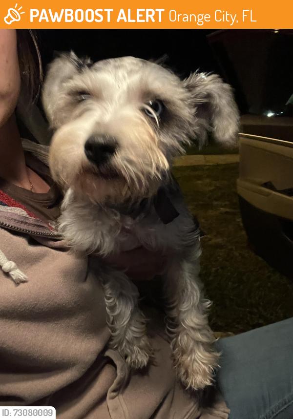 Found/Stray Female Dog last seen Dogwood Ave, Orange City, FL 32763