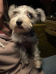 Found/Stray Female Dog last seen Dogwood Ave, Orange City, FL 32763